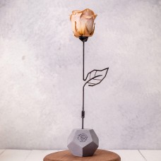 رز جاودان شامپاینی — نمای ۱